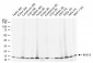 RPS19 Recombinant Rabbit mAb